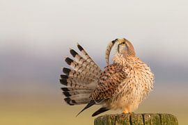 Turmfalke bürstet von Cees van Ginkel