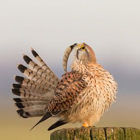 Turmfalke bürstet von Cees van Ginkel