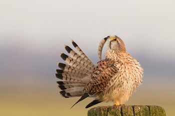 Torenvalk aan het poetsen