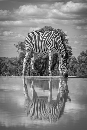Een zebra drinkend aan een waterpoel met weerspiegeling in het water.