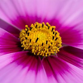 Close-up bloem hart roze van Evelien