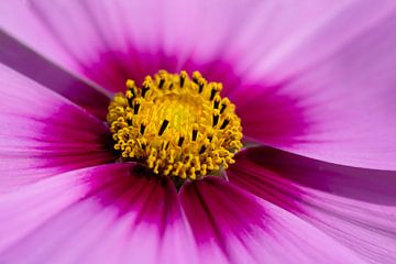 Close-up bloem hart roze van Evelien