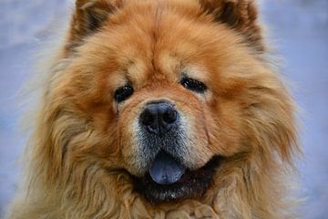 Chow Chow by Ingo Laue