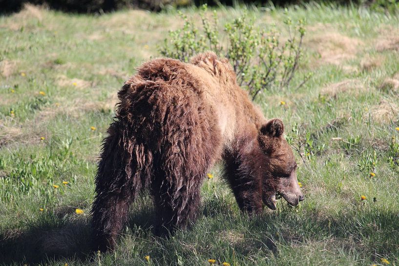Grizzlybär im Banff-Nationalpark, Kanada weiden lassen von Phillipson Photography