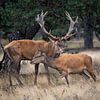 Red deer during the rut by Evert Jan Kip