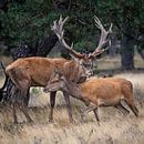 Red deer during the rut by Evert Jan Kip thumbnail