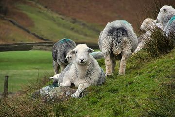 Langdale Valley Cumbria - Herdwick sheep by Hans Janssen