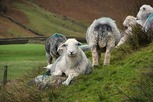 Langdale Valley Cumbria - Herwick-Schafe