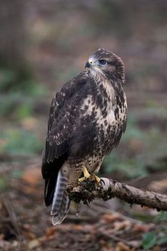 young bird of prey... Buzzard *Buteo buteo* on a branch i by wunderbare Erde