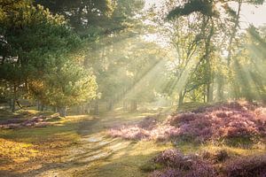 Bruyère et rayons de soleil à travers les arbres sur le Gasterse Duinen