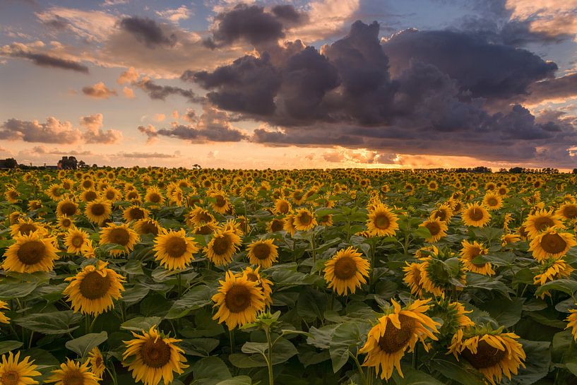 Sunsetflowers van Jaco Verheul