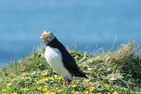 Qu'est-ce que vous avez ?