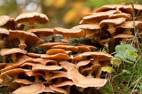 Paddenstoel op een oude boomstronk.