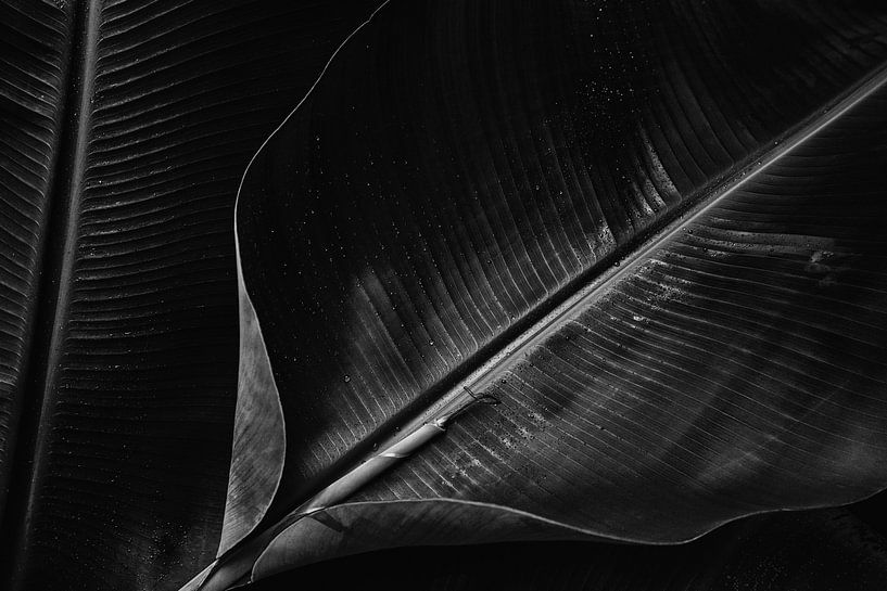 Bananenblatt von Insolitus Fotografie