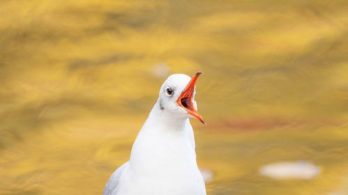 Portrait of a Seagull with orange Background in Autumn 2025