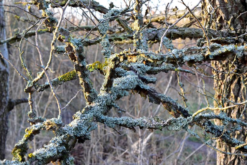 Baum mit Moos von Marcel Ethner
