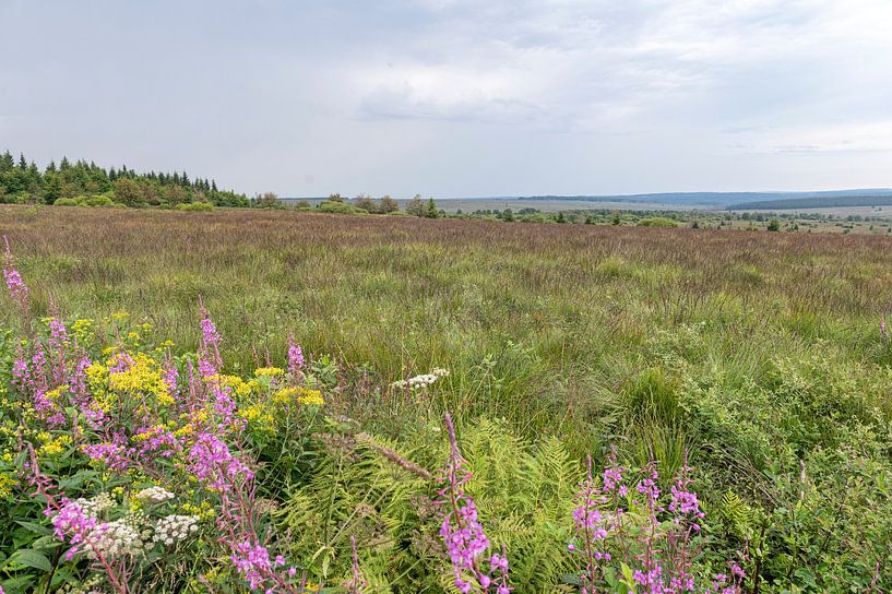 Fagne Wallonne by Richard Wareham
