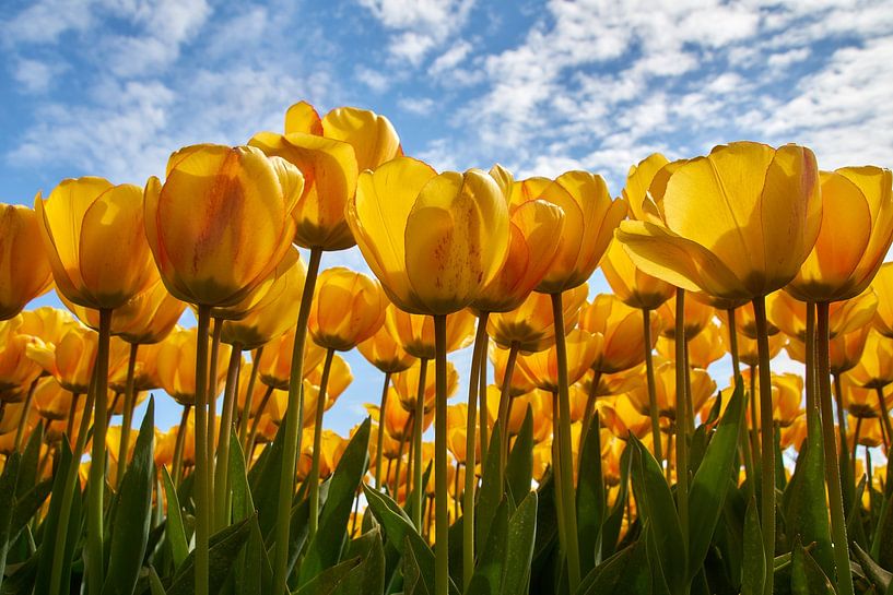 Tulips by Ad Jekel