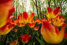 Tulips from Holland by Brian Morgan
