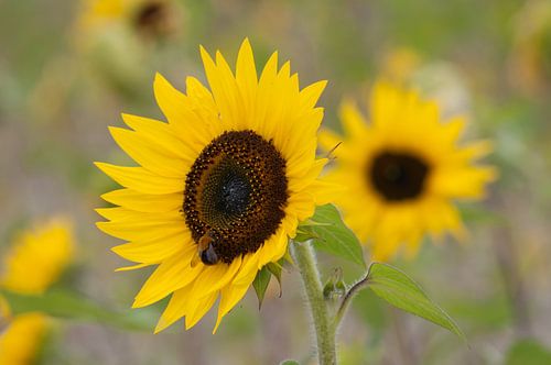 Zonnebloem met hommel