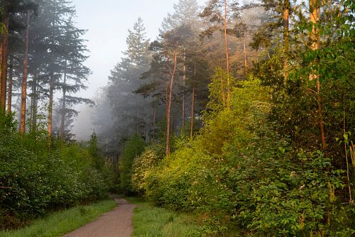 Ochtendmist in het Baarnsche Bos richting Lage Vuursche van Studio Bosgra