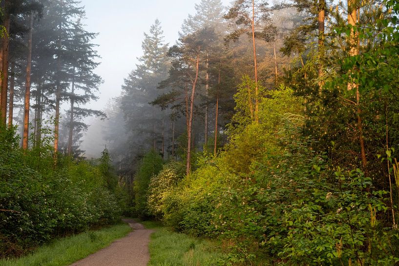 Morgennebel im Baarnschen Bos in Richtung Lage Vuursche von Studio Bosgra