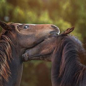 Trust sur Ellen Pitlo