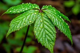 feuille fraîche avec des gouttes d'eau sur Poster Art Shop
