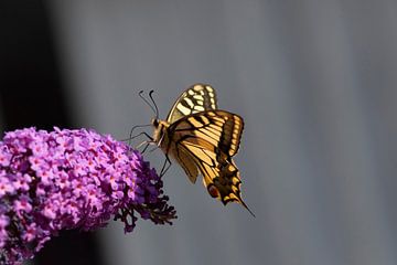 Koninginnenpage vlinder snoept van de bloemen van Jessalyn Nugteren