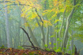 Expressionist autumn morning