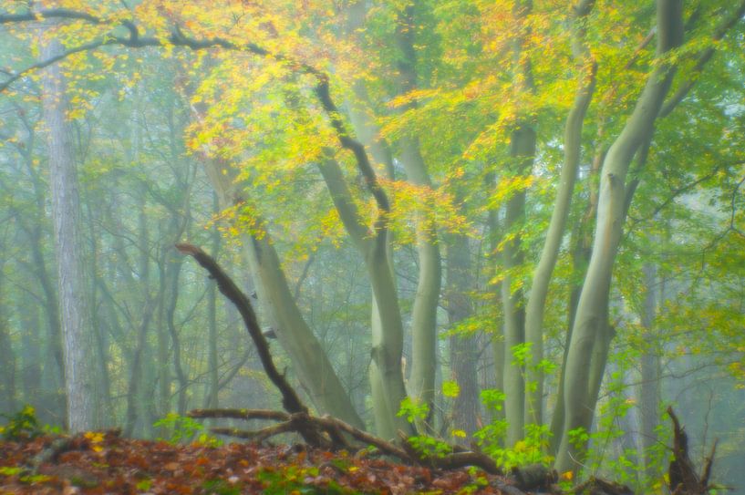 Expressionist autumn morning by LANETfotografie