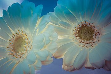 Two white gerberas with backlighting by Rietje Bulthuis