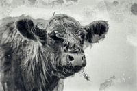 Scottish Highlander - Wet Plate