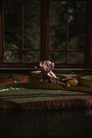 Pink Blossoms in the Dark by Thuur Kurvers