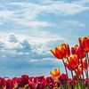 Tulpenfelder von Noordwijk von Photologic  Fotografie