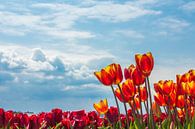 Tulpenfelder von Noordwijk von Photologic  Fotografie Miniaturansicht