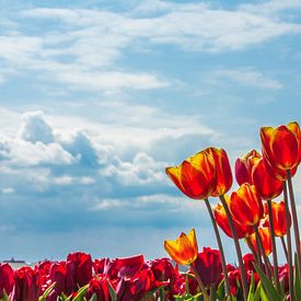 Champs de tulipes de Noordwijk sur Photologic  Fotografie
