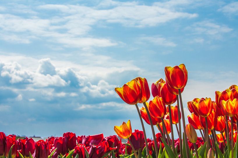 Tulpenfelder von Noordwijk von Photologic  Fotografie