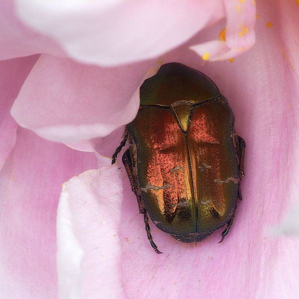 Scarab by Mario de Lijser