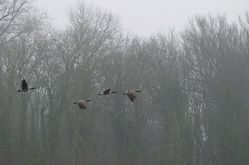Grote Canadese ganzen in de vroege ochtend van Birdvogels
