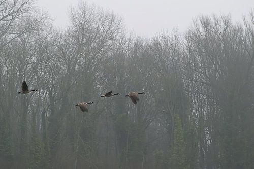 Grandes bernaches du Canada au petit matin