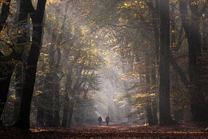 Speulderbos von Jeroen Linnenkamp