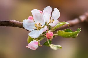 Tak met bloesem van een appelboom