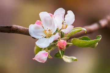 Zweig mit Blüten eines Apfelbaums von Mario Plechaty Photography