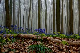 Hallerbos von Bert van Leeuwen