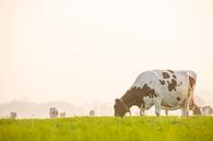 Koeien in een weiland tijdens een mistige zonsopgang van Sjoerd van der Wal Fotografie thumbnail