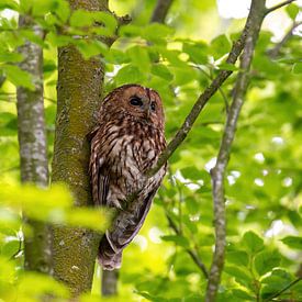 Tawny Owl by Harry Punter