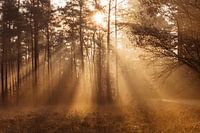 Warm rays of the sun in a misty forest
