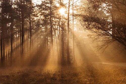 Warme zonnestralen in nevelig bos