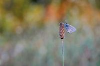Small blue butterfly in front of a colourful background